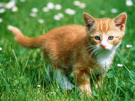 HD Cat Wallpaper Pictures Of Cats - HD Animal Wallpapers