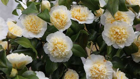 Types of camellias: 10 evergreen varieties for early color