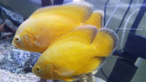 Lemon Oscars | MonsterFishKeepers.com