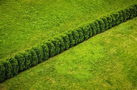 Premium Photo | Green grass and bush as a texture