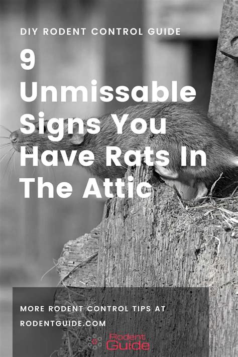 9 Unmissable Signs You Have Rats In The Attic - DIY Rodent Control