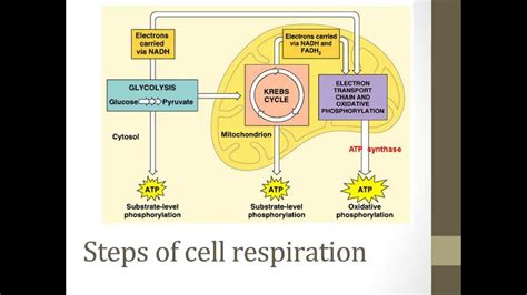 Cell Respiration Steps