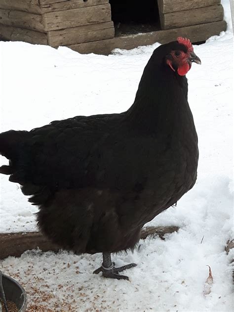 Australorp | Wild Acres