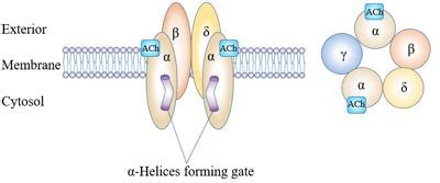 A Switch that Controls the Entry and Exit of Ions-CUSABIO