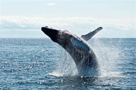 Going Whale Watching in Mirissa Sri Lanka Archives - Sea Heart House on ...