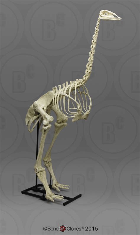 Articulated Elephant Bird Skeleton - Bone Clones - Osteological ...