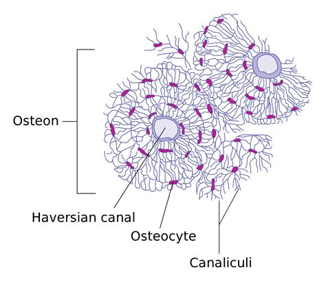 Osteocyte Cell Diagram