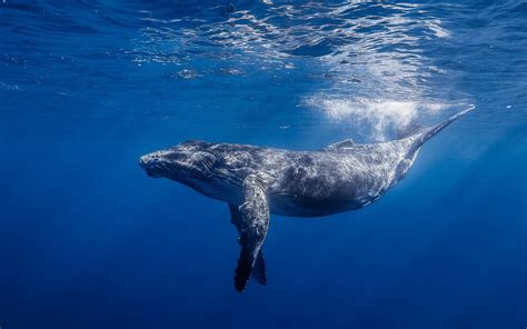 Blue Whale Ocean Underwater wallpaper | 1680x1050 | #11893