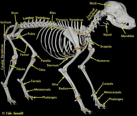 Labeled Vertebrae Dog