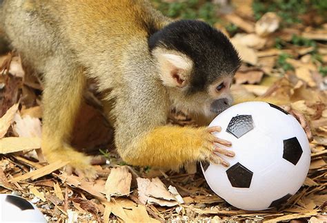 Cute monkeys playing soccer/football (4 pics) | Amazing Creatures