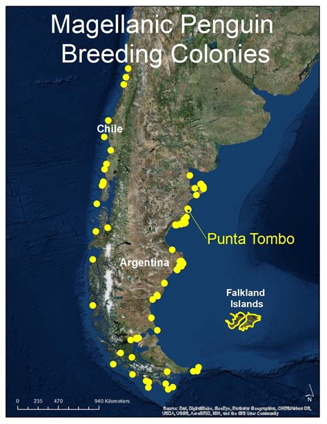 Magellanic Penguin Biology - Center for Ecosystem Sentinels