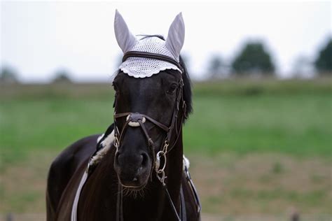 Black Horse with Tack Portrait by LuDa-Stock on DeviantArt