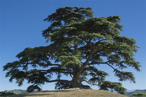 Types Of Cedar Trees In Oklahoma - saintjohn