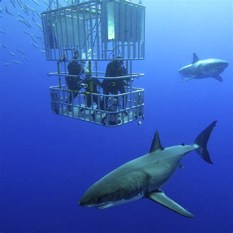 Cage Diving Holidays | Dive Worldwide