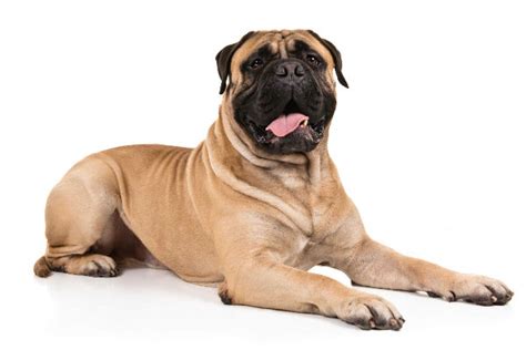 Full List of Mastiff Dog Breeds