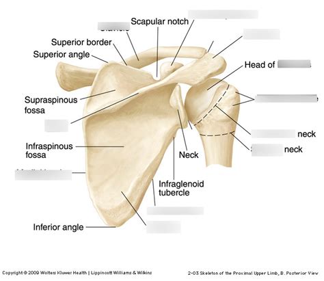 Week 1 - Appendicular Skeleton (Pectoral Girdle) Diagram | Quizlet