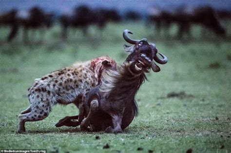 Hyena tears its prey to pieces after bringing the animal down with ...