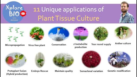 11 Unique applications of plant tissue culture. - YouTube