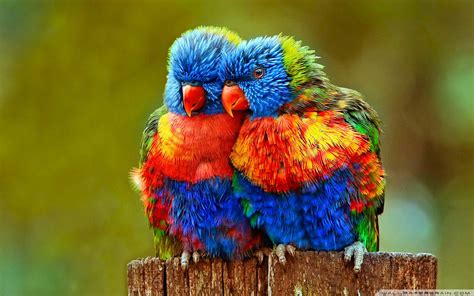 Lovebirds Wallpaper (56+ images)