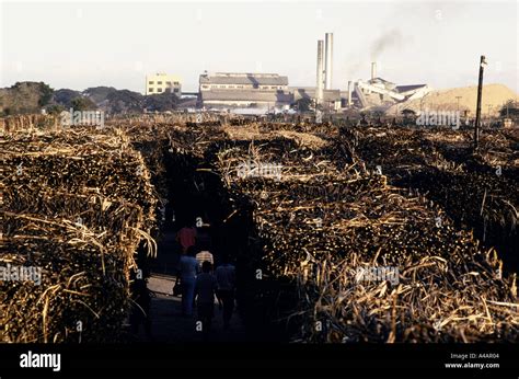 Sugar cane loaded onto railway trucks for the sugar mill at Hacienda ...