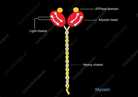 Myosin structure, artwork - Stock Image - C009/7894 - Science Photo Library