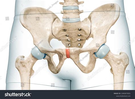 Pubic Symphysis Photos, Images & Pictures | Shutterstock