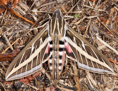 White Lined Sphinx Moth: Identification, Life Cycle, Facts & Pictures