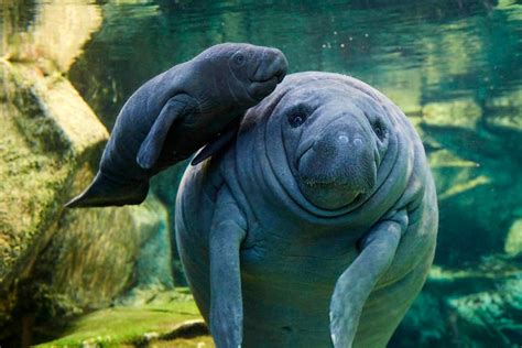 Cuban fishermen nurse injured baby manatee with cow's milk - Democratic ...