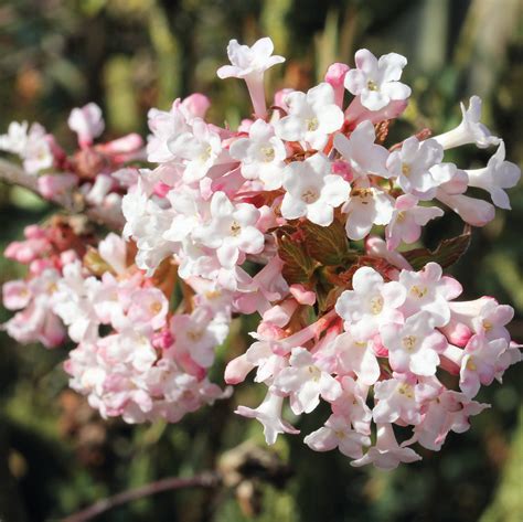 Viburnum bodnantense Dawn (3 Litre) £33.00 by Plants2Gardens