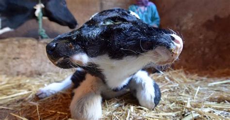 Two headed calf pictures: Cow with 2 heads born in Moroccan mountain ...