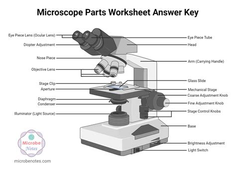 Microscope Parts Labeling Worksheet with Answer Key