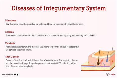 Integumentary System (Human Anatomy): Image, Functions, Diseases and ...