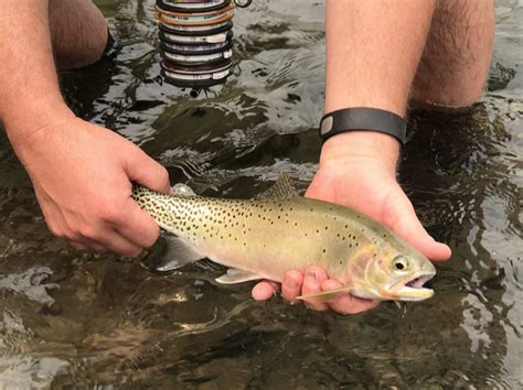 Fishing the Middle Fork of the Salmon River - Idaho Wilderness Company