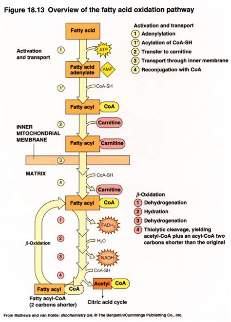 Fatty Acid Oxidation