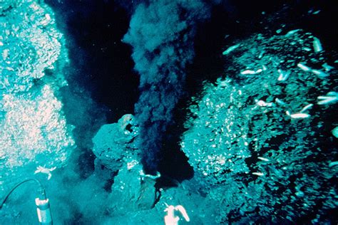 What Does the Bottom of the Ocean Look Like? - Earthpedia % Earth.com