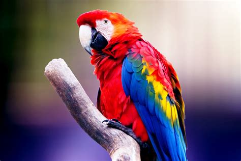 Exotic parrot free image download