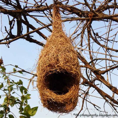 Baya Weaver Nest | Nature, Cultural, and Travel Photography Blog