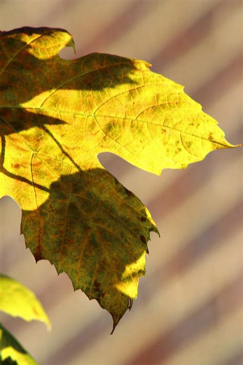 Vine Leaf Art Photograph by Loretta S - Fine Art America