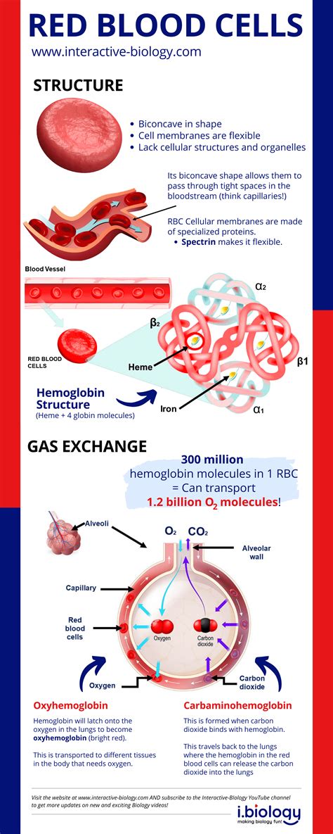 The Structure and Function of Red Blood Cells a.k.a. Erythrocytes ...