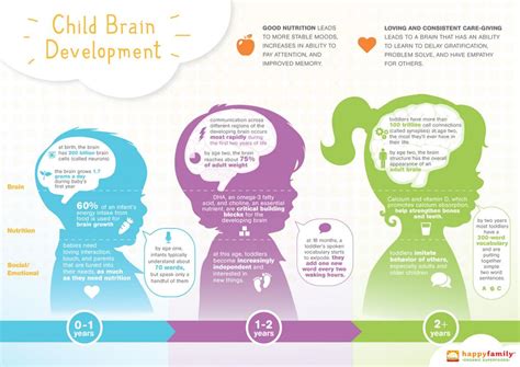 Brain development - various stages and growth process