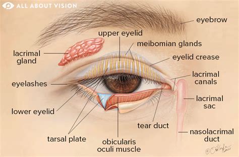 Eyelid Anatomy: Understanding the Key Parts