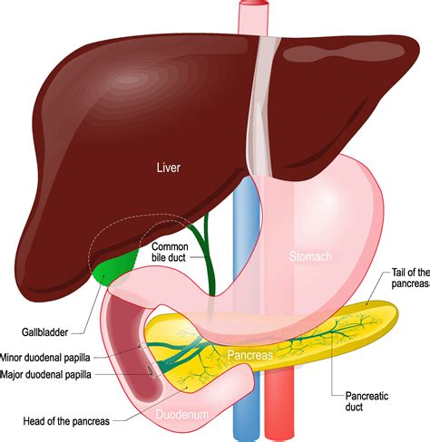 One-of-a-Kind Technology Aims to Reduce Blood Sugar Swings – Diabetes Daily