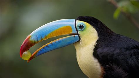 Toucan Wallpapers - Wallpaper Cave