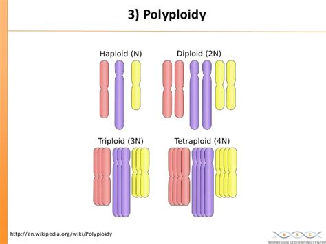 Polyploidy: Causes, Types and Significance - Online Science Notes