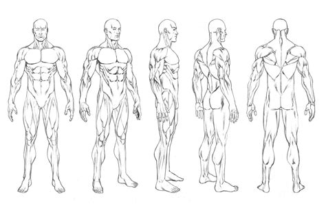 5 Standing Male Positions. | Male figure drawing, Human figure drawing ...