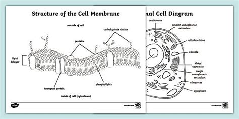 Structure of the Cell Membrane Coloring Sheet (Teacher-Made)