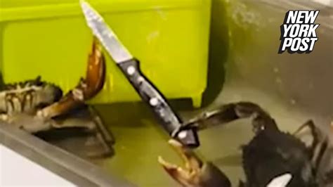 WATCH: Crab with knife puts up a good fight 🦀 🔪 - YouTube