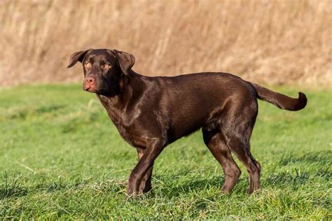 Labrador Retriever Average Height: A Guide To All Ages - Retriever Advice