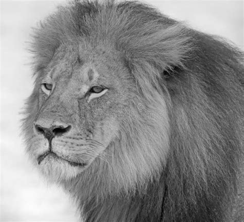 Cecil the Lion with His Pride in Hwange National Park Stock Image ...