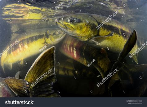 4,791 Chum salmon Images, Stock Photos & Vectors | Shutterstock